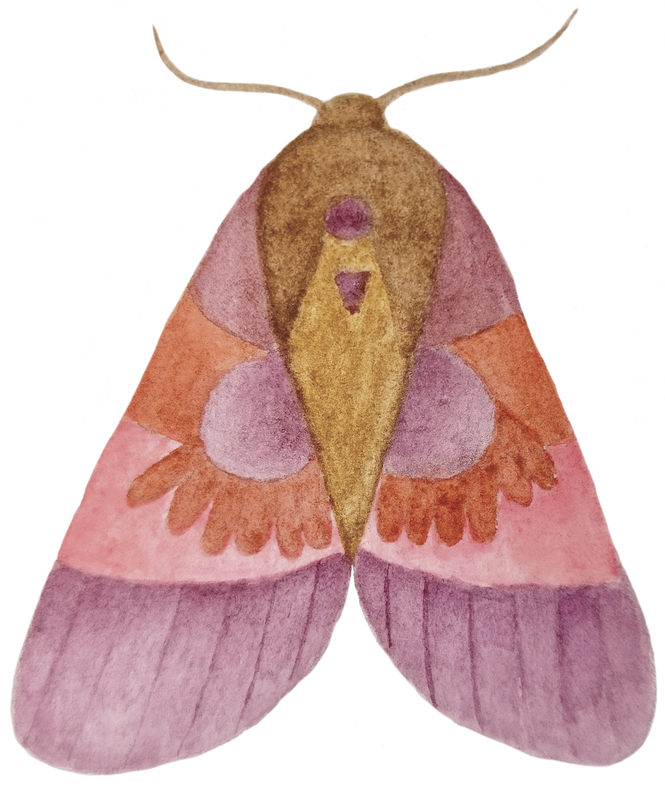 Watercolor moth butterfly  illustration